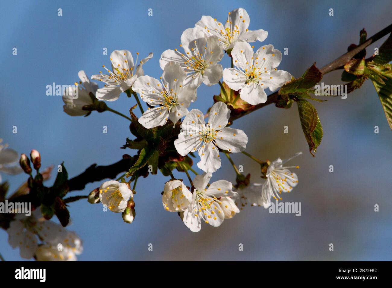 A sprig of white cherry blossom on a tree in Nanaimo, Vancouver Island, BC, Canada in springtime Stock Photo