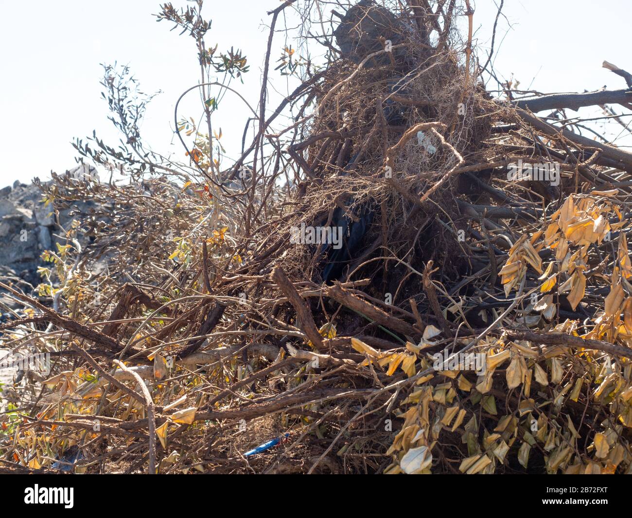 Huge Pile of Dead Trees and Shrubs at Road Demolition Site, Rubble, Vegetation Debris View #3 close-up view of Trees, Branches, Leaves, Roots Stock Photo