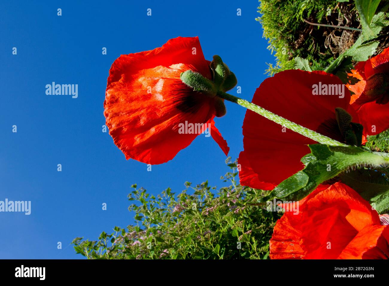 Red Poppies (Papaver rhoeas) in a garden in Nanaimo, Vancouver Island, BC, Canada in May Stock Photo