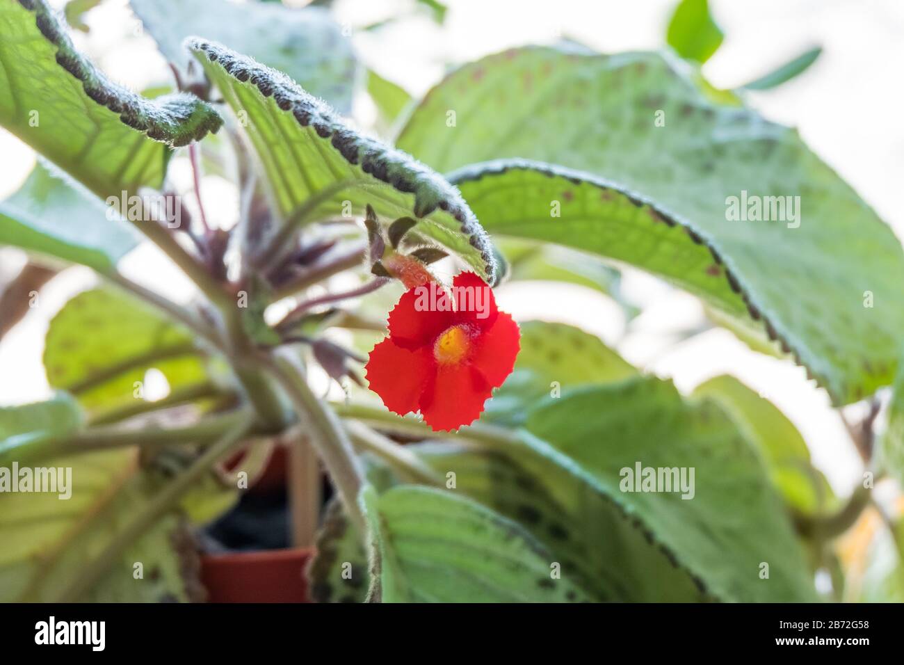 Blooming episcia, houseplant. Beautiful red flower plants in a pot. Stock Photo