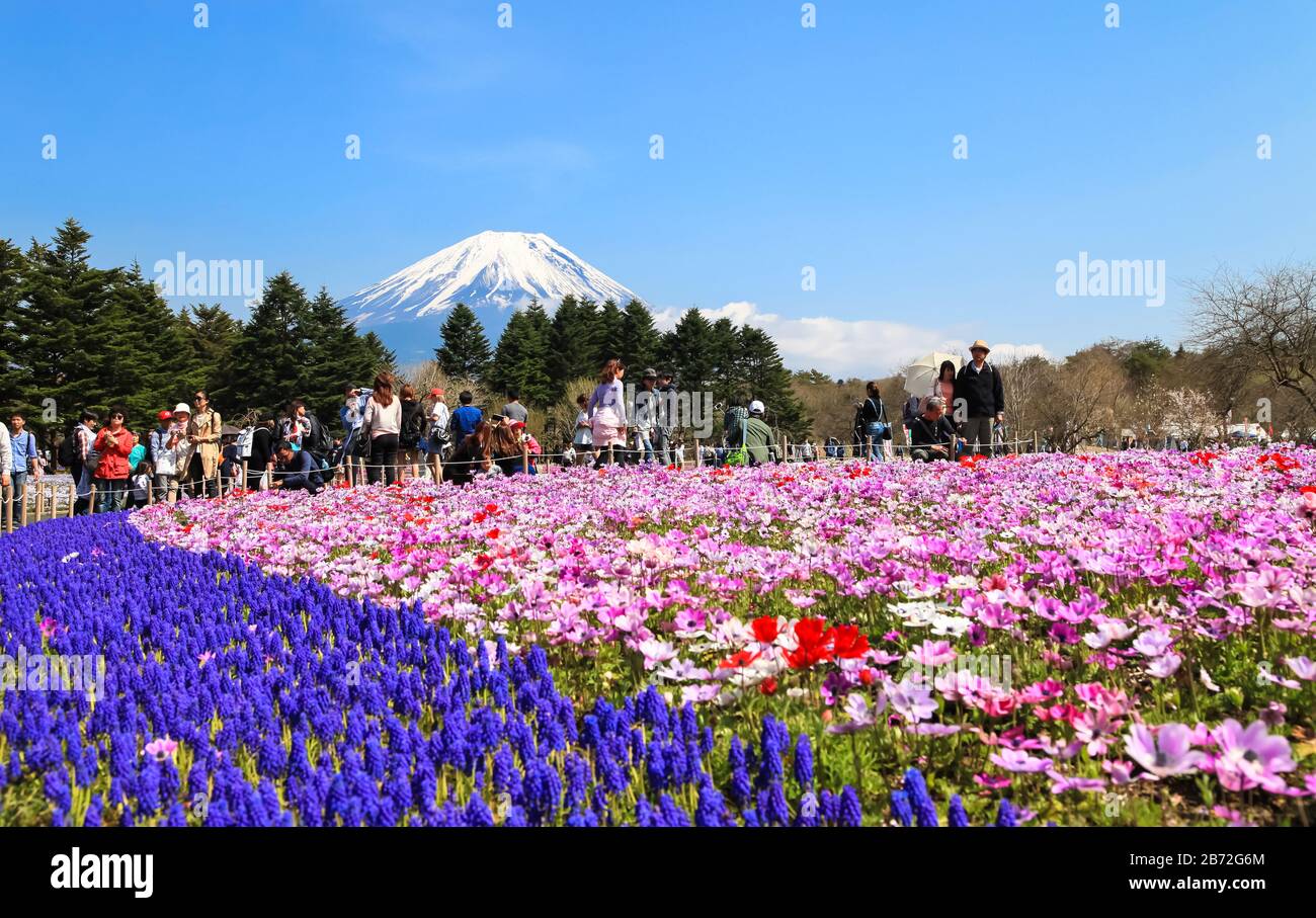 KAWAGUCHIKO, YAMANASHI, JAPAN - MAY 02, 2017 : Fuji Shibazakura (Pink moss phlox) Festival at Kawaguchiko, Yamanashi, Japan Stock Photo