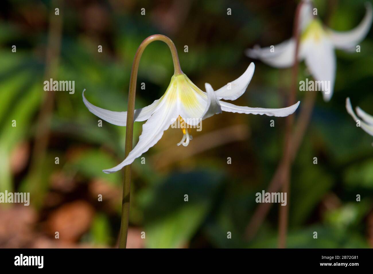 A flowering Giant white fawnlily (Erythronium oregonum) growing wild in a shady area in Nanaimo, Vancouver Island,  BC, Canada Stock Photo
