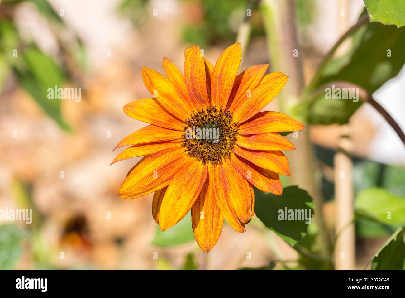 Closeup / macro of orange & yellow colored african daisy flower