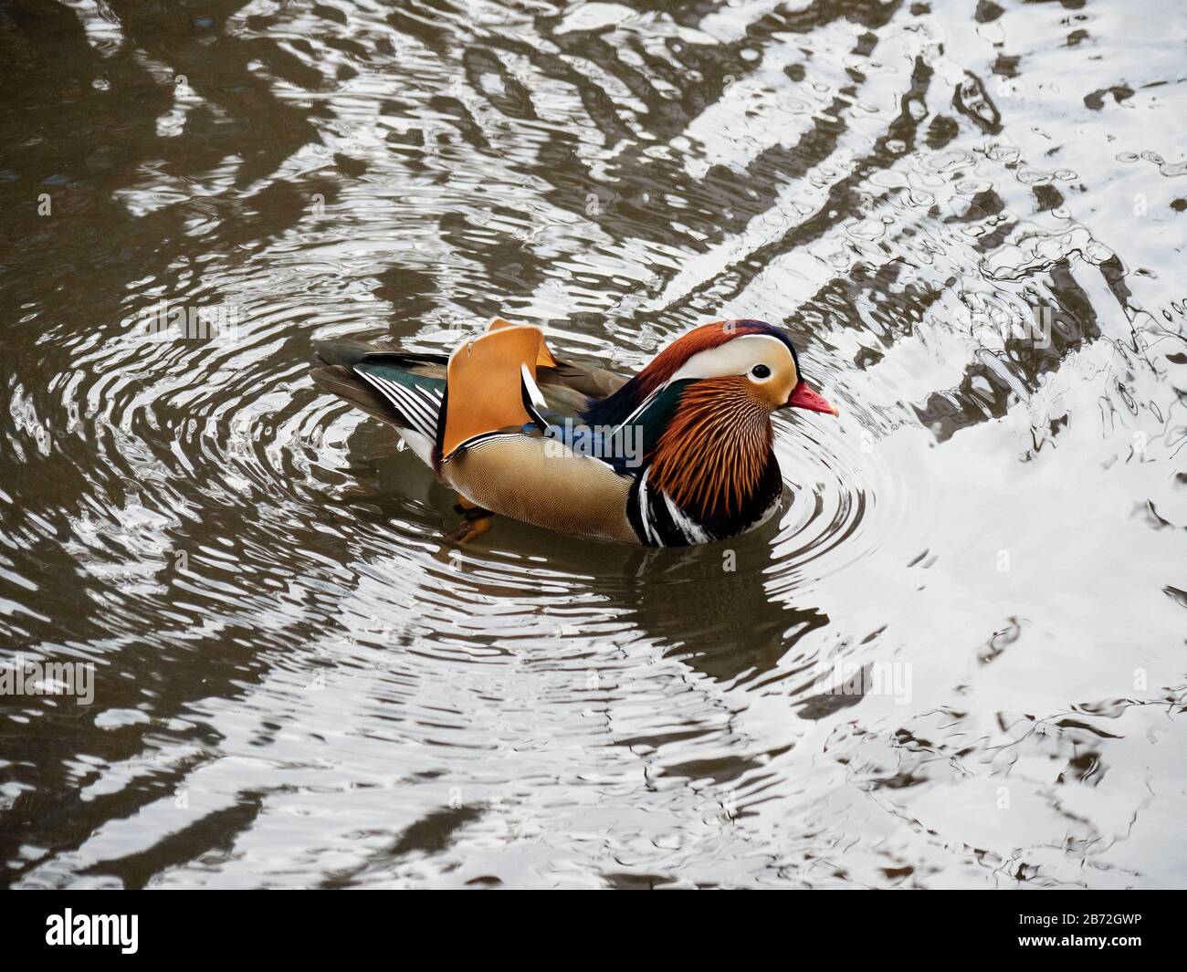 The Mandarin 'Hot Duck' of Central Park Stock Photo