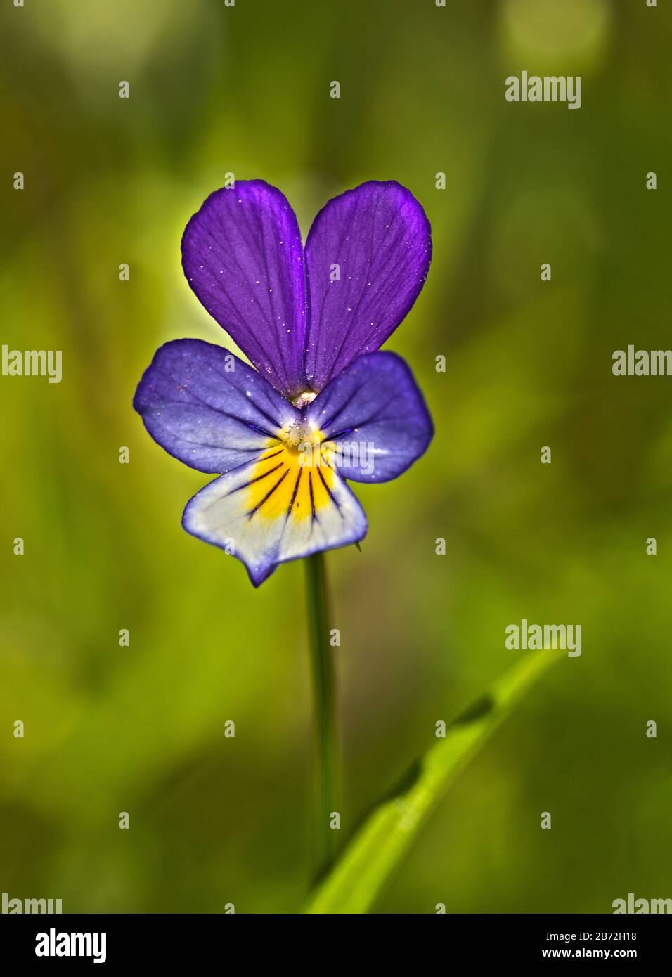 Viola tricolor, also known as Johnny Jump up, heartsease, heart's ease, heart's delight, tickle-my-fancy, Jack-jump-up-and-kiss-me, come-and-cuddle-me Stock Photo