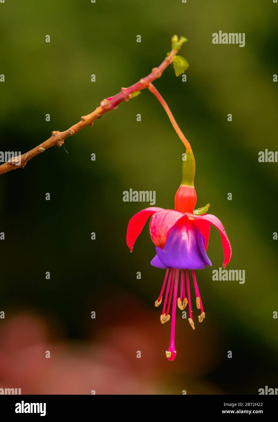 detail of single fuchsia flower on a twig macro Stock Photo