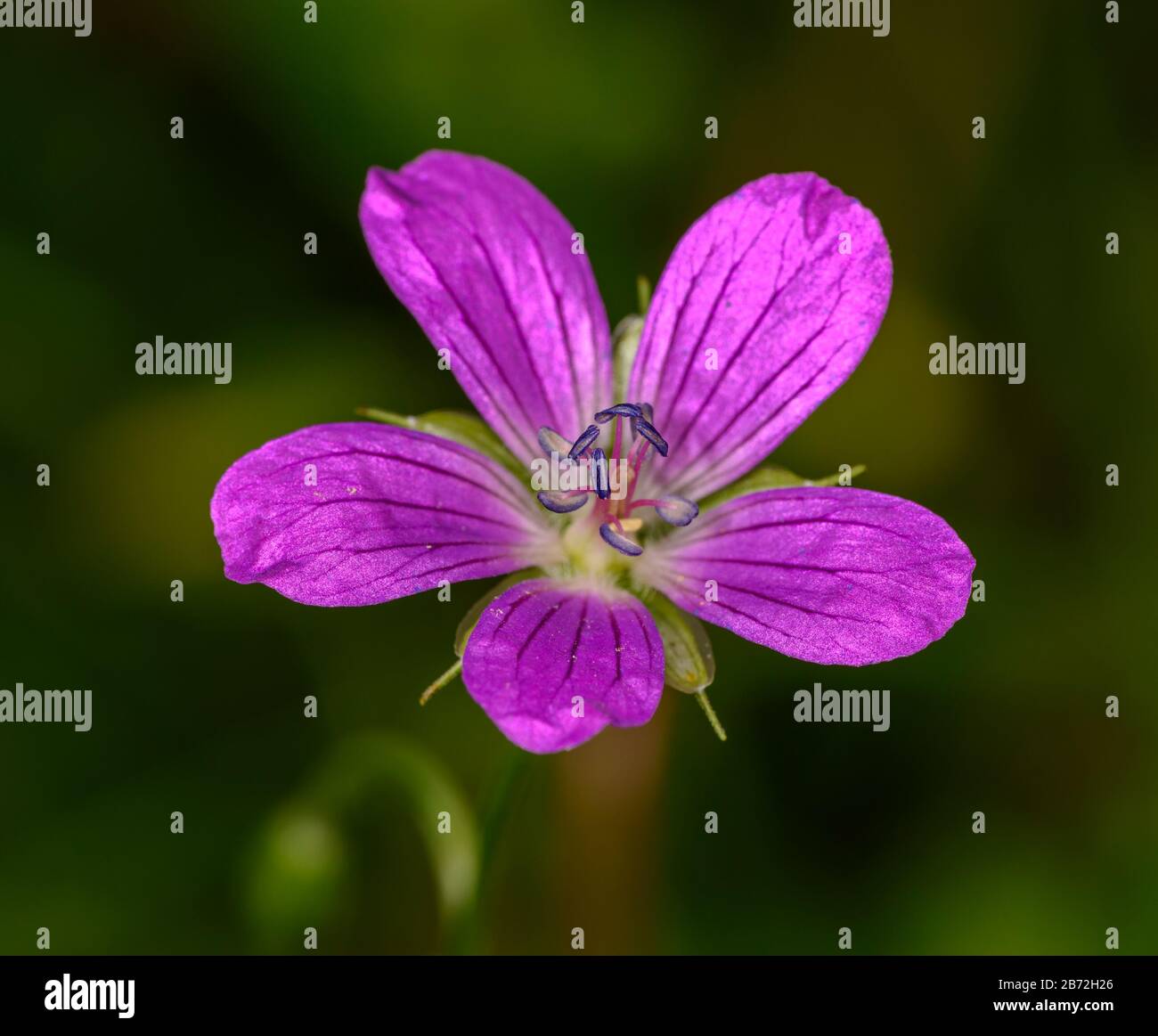 pink marsh cranesbill (geranium palustre) flower, detail Stock Photo