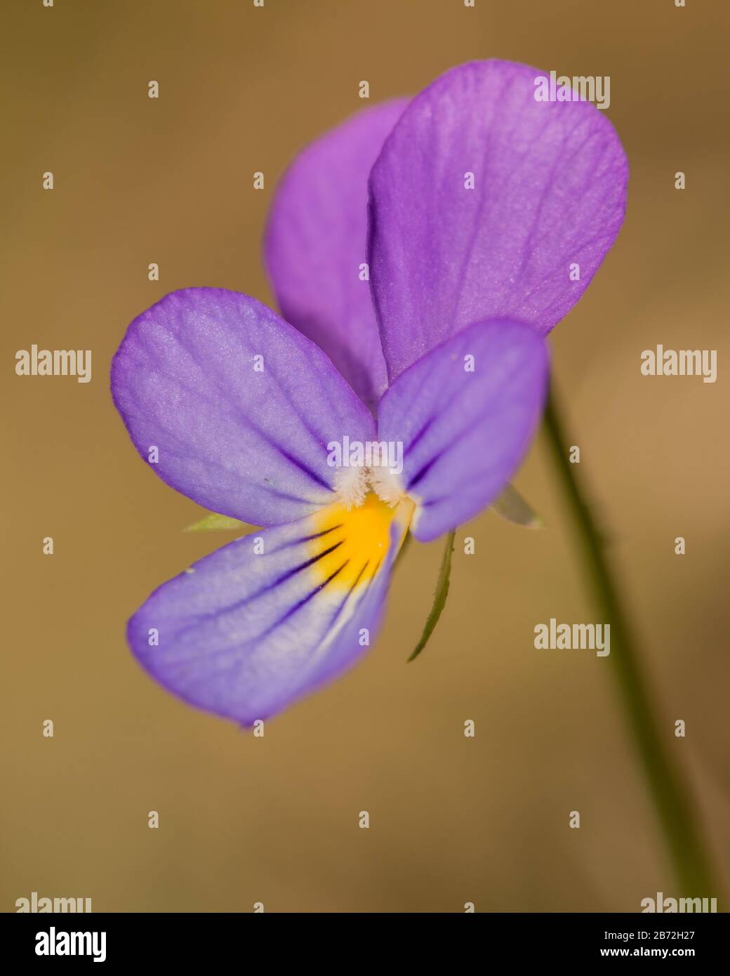 Viola tricolor, also known as Johnny Jump up, heartsease, heart's ease, heart's delight, tickle-my-fancy, Jack-jump-up-and-kiss-me, come-and-cuddle-me Stock Photo