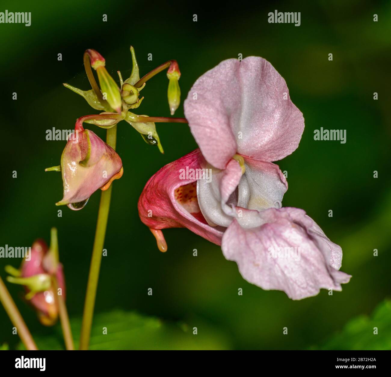 pink Himalayan Balsam, Kiss-me-on-the-mountain, Policeman's Helmet, Bobby Tops, Copper Tops, or Gnome's Hatstand (impatiens glandulifera royle) flower Stock Photo