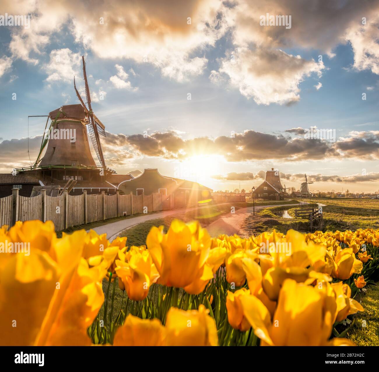 Traditional Dutch windmills with tulips against sunset in Zaanse Schans, Amsterdam area, Holland