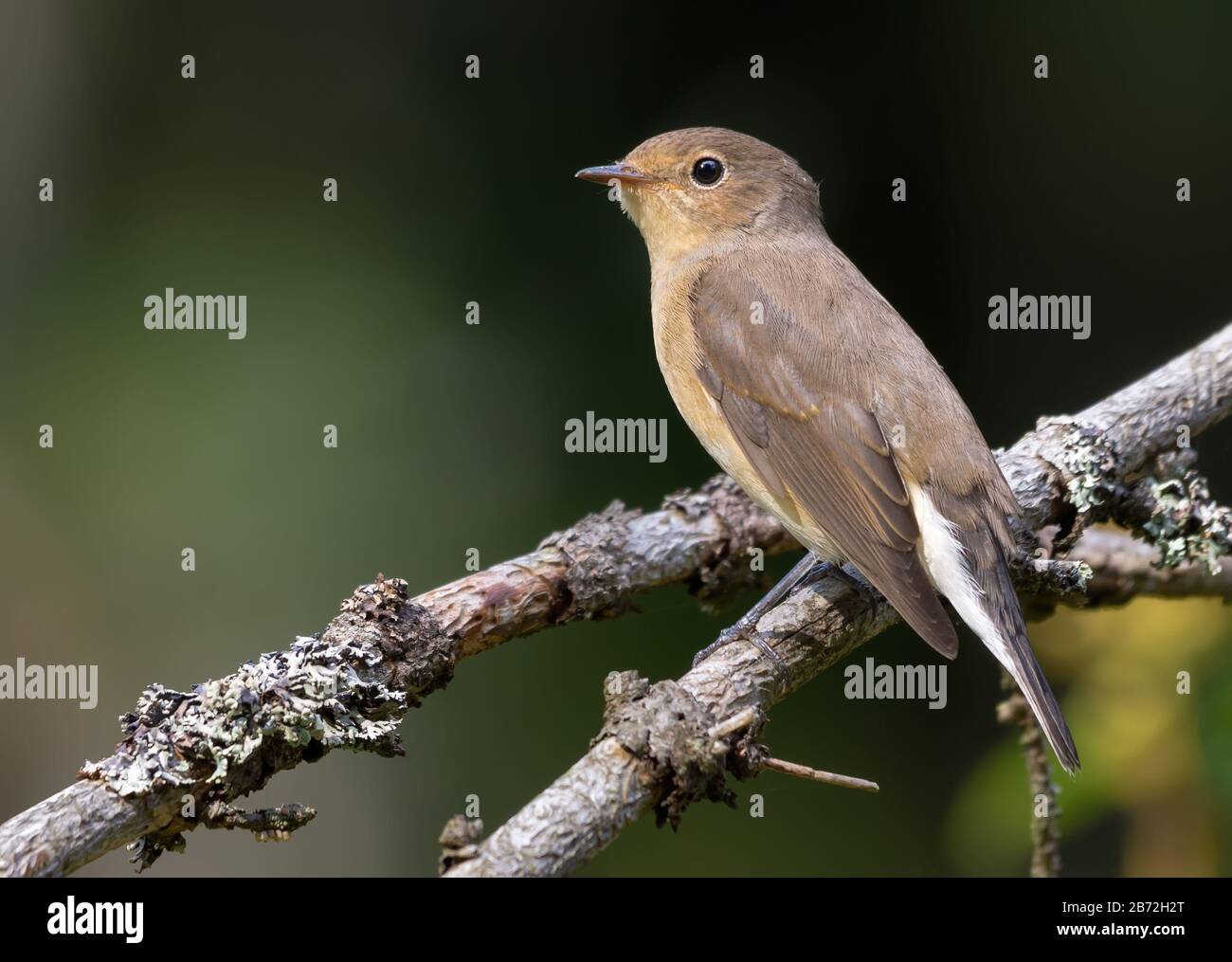 Female Red-breasted flycatcher (ficedula parva) simple posing perched on small branch with clean dark background in sunny forest Stock Photo