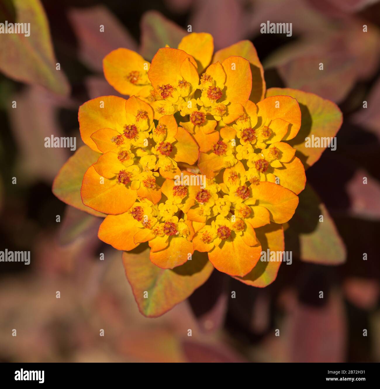 cluster of orange yellow blossoms from top macro Stock Photo