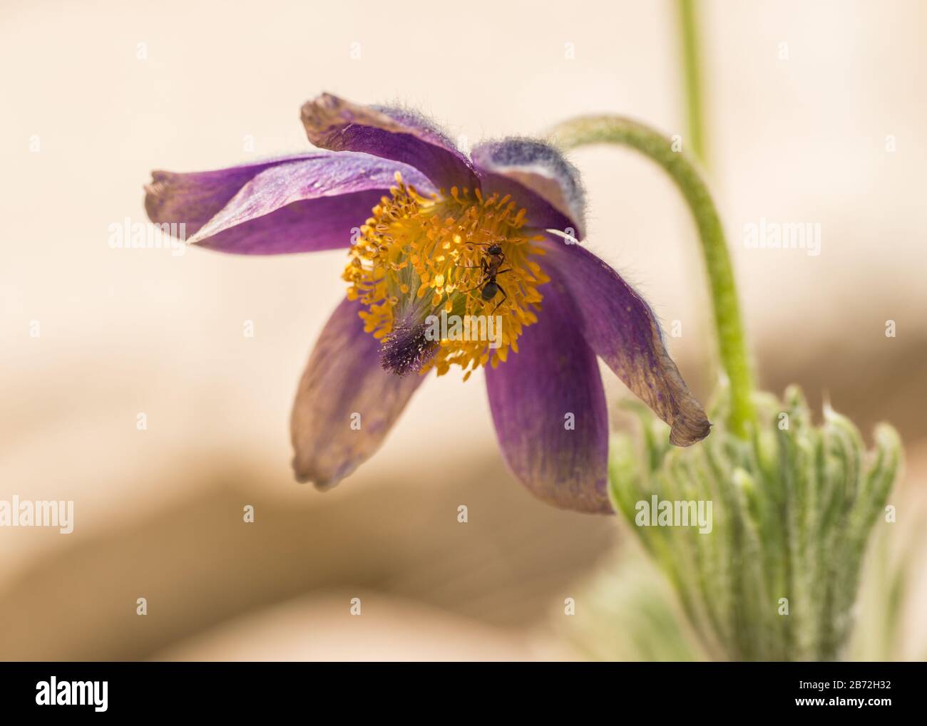ant crawling on purple pasque (pulsatilla) flower with yellow middle macro Stock Photo
