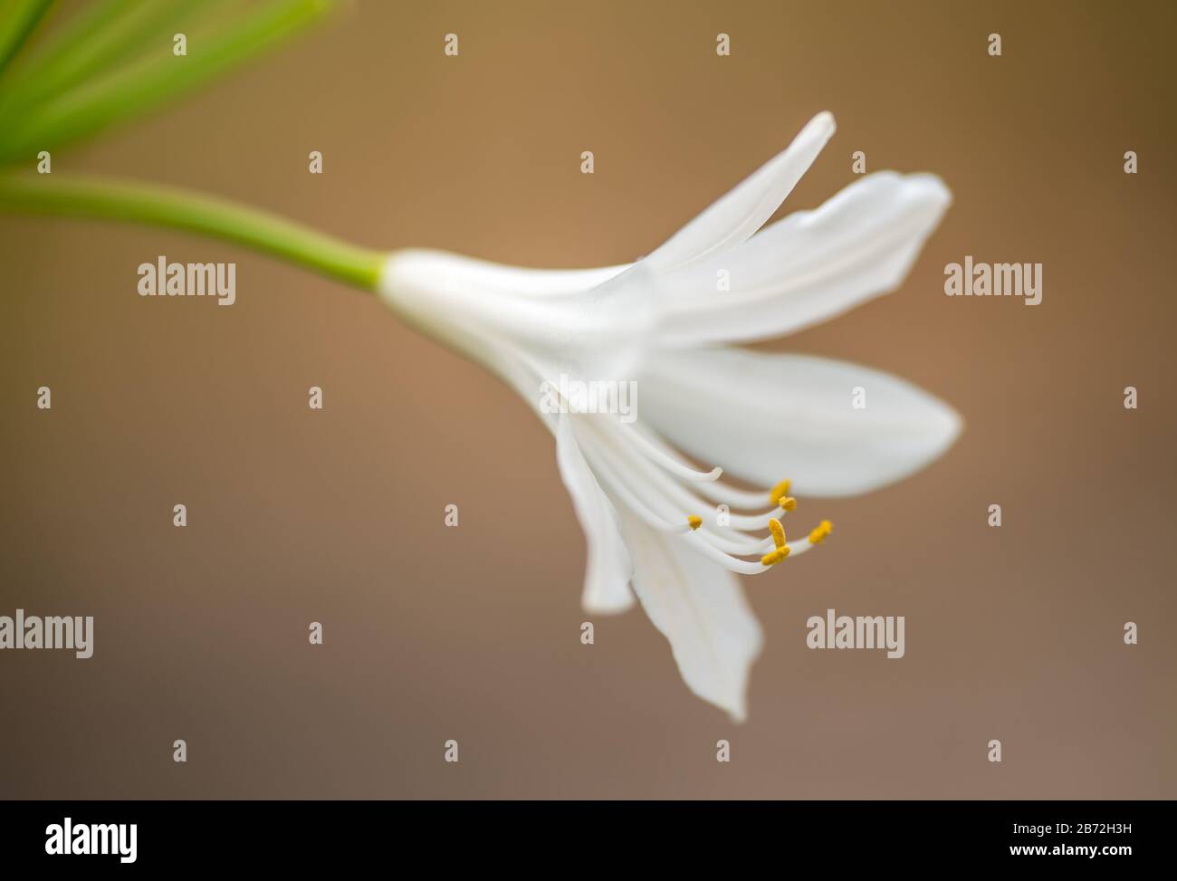 White lily field hi-res stock photography and images - Alamy