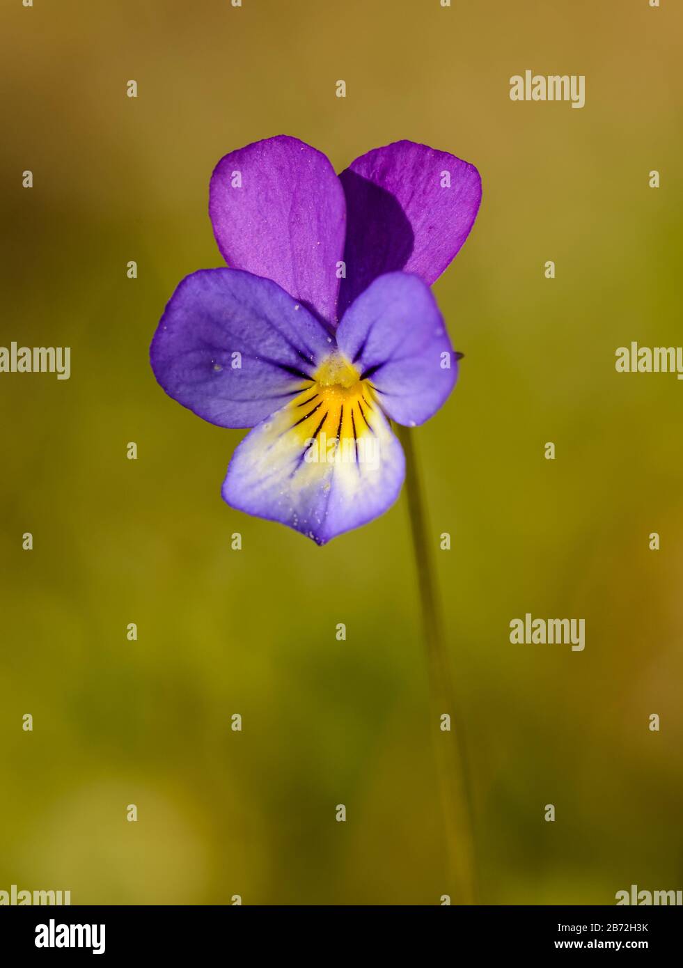 Viola tricolor, also known as Johnny Jump up, heartsease, heart's ease, heart's delight, tickle-my-fancy, Jack-jump-up-and-kiss-me, come-and-cuddle-me Stock Photo