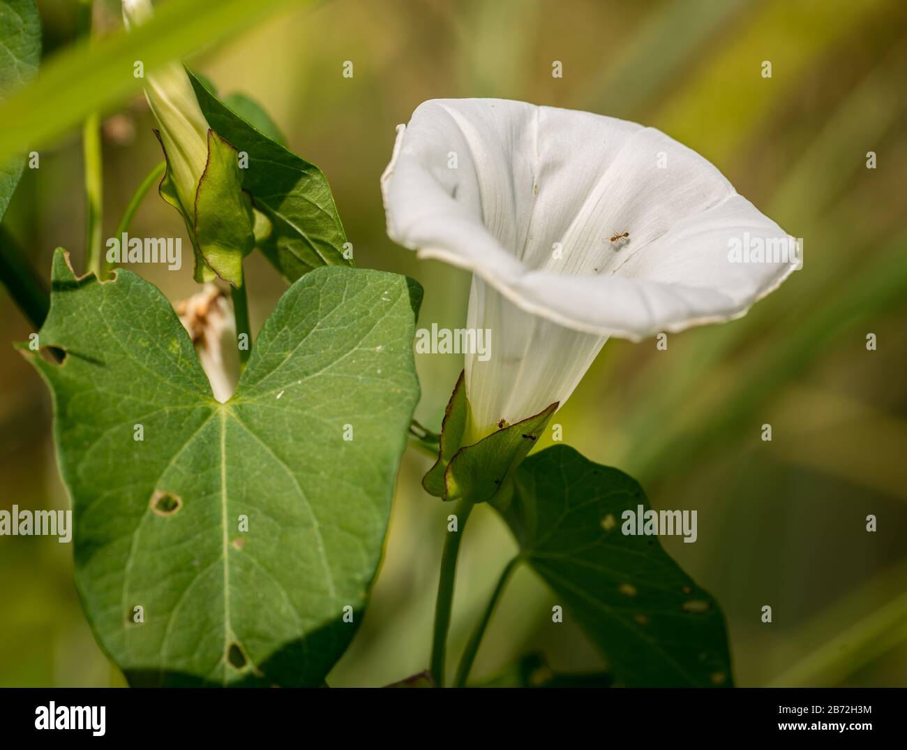 white morning glory flower with ant inside Stock Photo