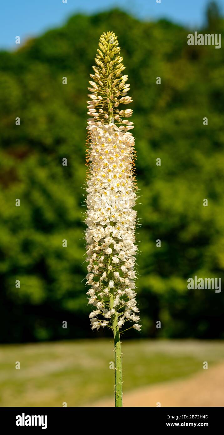 foxtail lily blossom detailed panorama Stock Photo