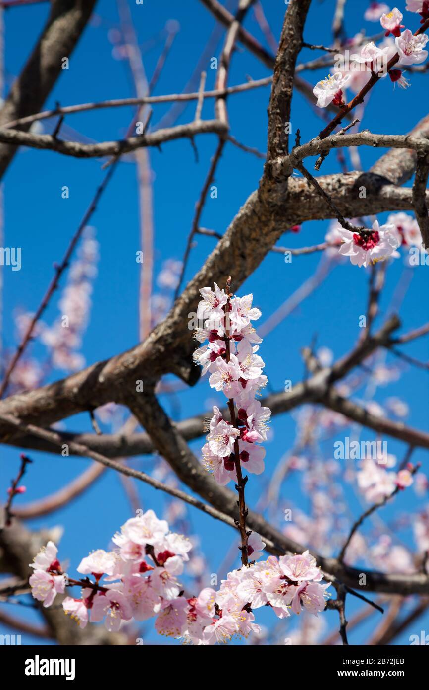 Pink blossom sakura flowers on a spring day in Japan., Beautiful ...