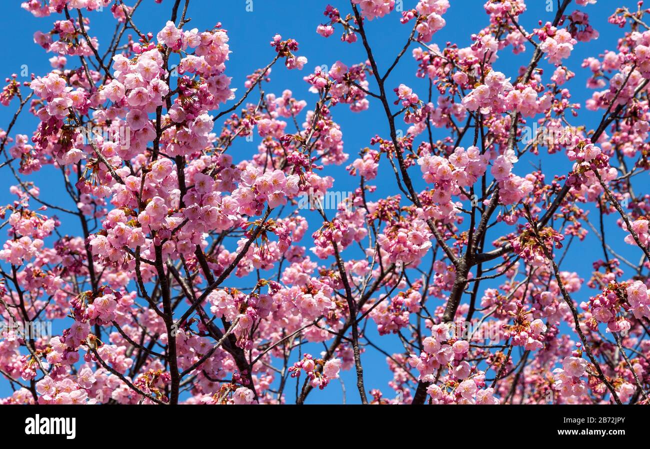 Pink blossom sakura flowers on a spring day in Japan Stock Photo - Alamy