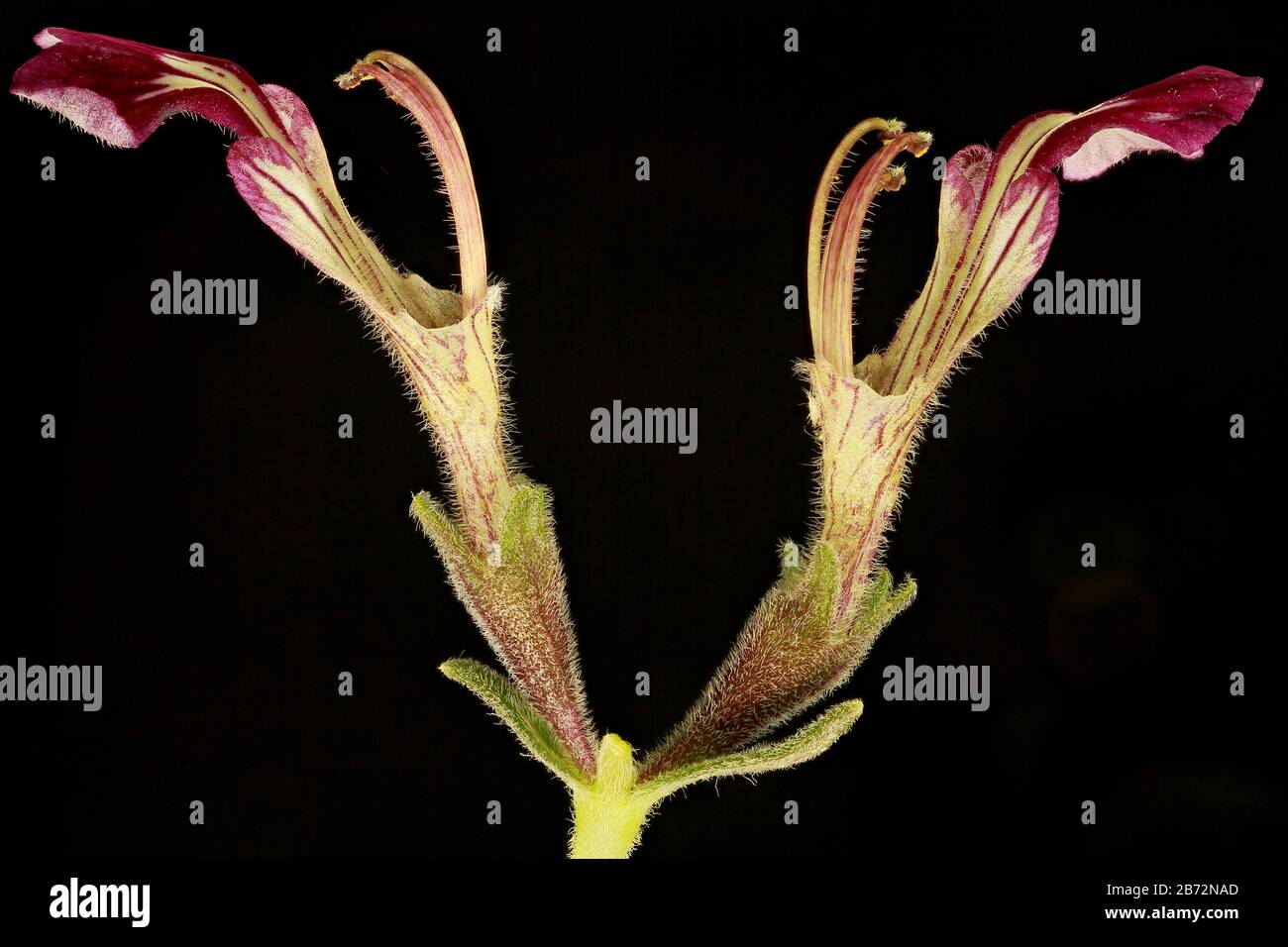 Ajuga chamaecistus Ging. ex Benth. , flowers side view Stock Photo