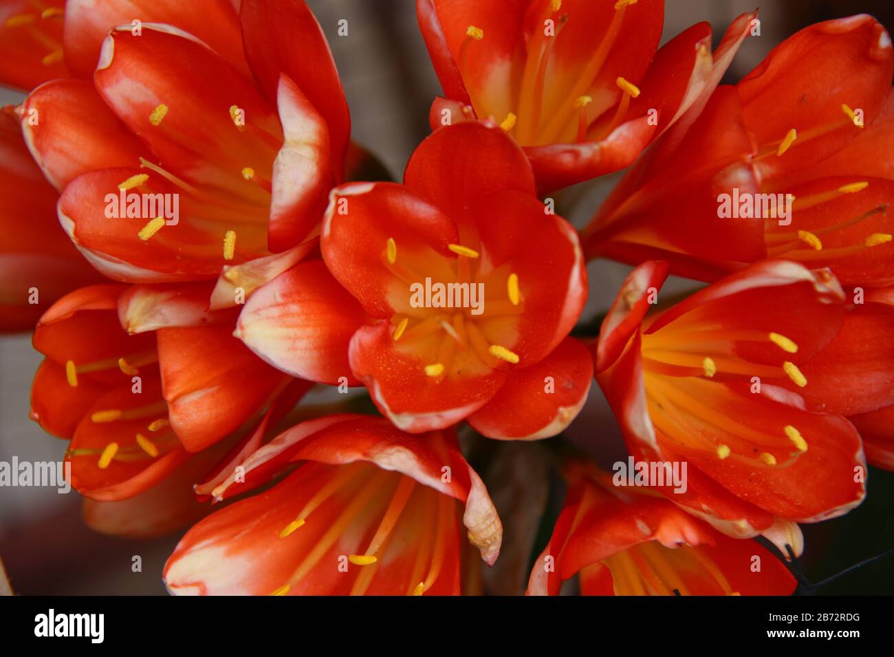 Giallo polline hi-res stock photography and images - Alamy