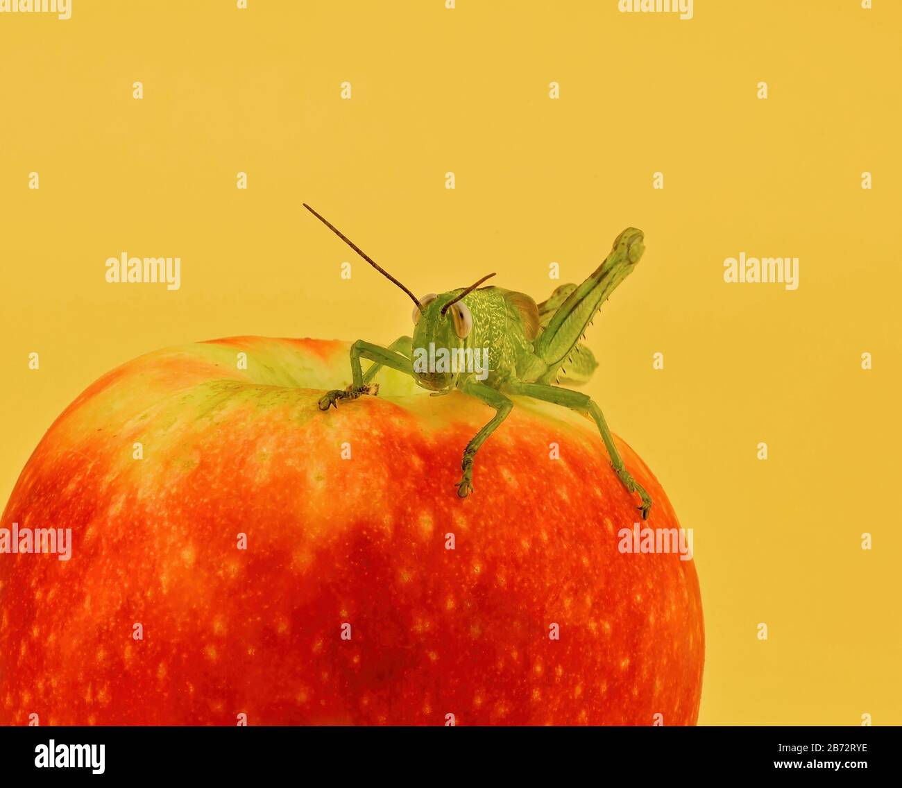 A green grasshopper sitting on a red apple against an orange background Stock Photo