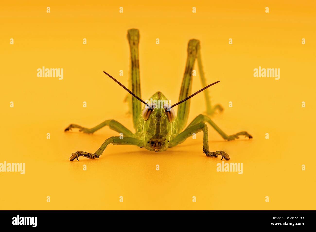 A green grasshopper crouching ready to leap, isolated on an orange background Stock Photo