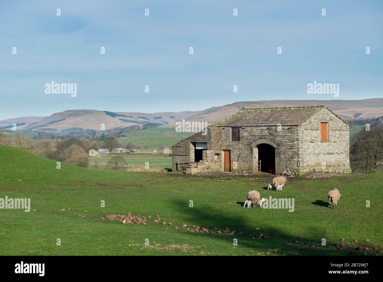 sheep and recently born lambs grazing in a field in front of a stone barn near Hawes, Wensleydale, Yorkshire Dales National Park Stock Photo