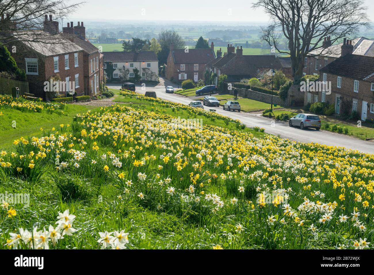 Daffodils in flower on the sloping village green of the attractive Yorkshire village of Crayke Stock Photo