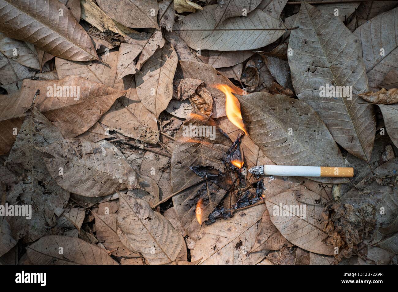 Close up cigarette butt non-smoked carelessly are thrown into dry grass on  the ground causing a dangerous forest fire, eclogical cotostrophy through h  Stock Photo