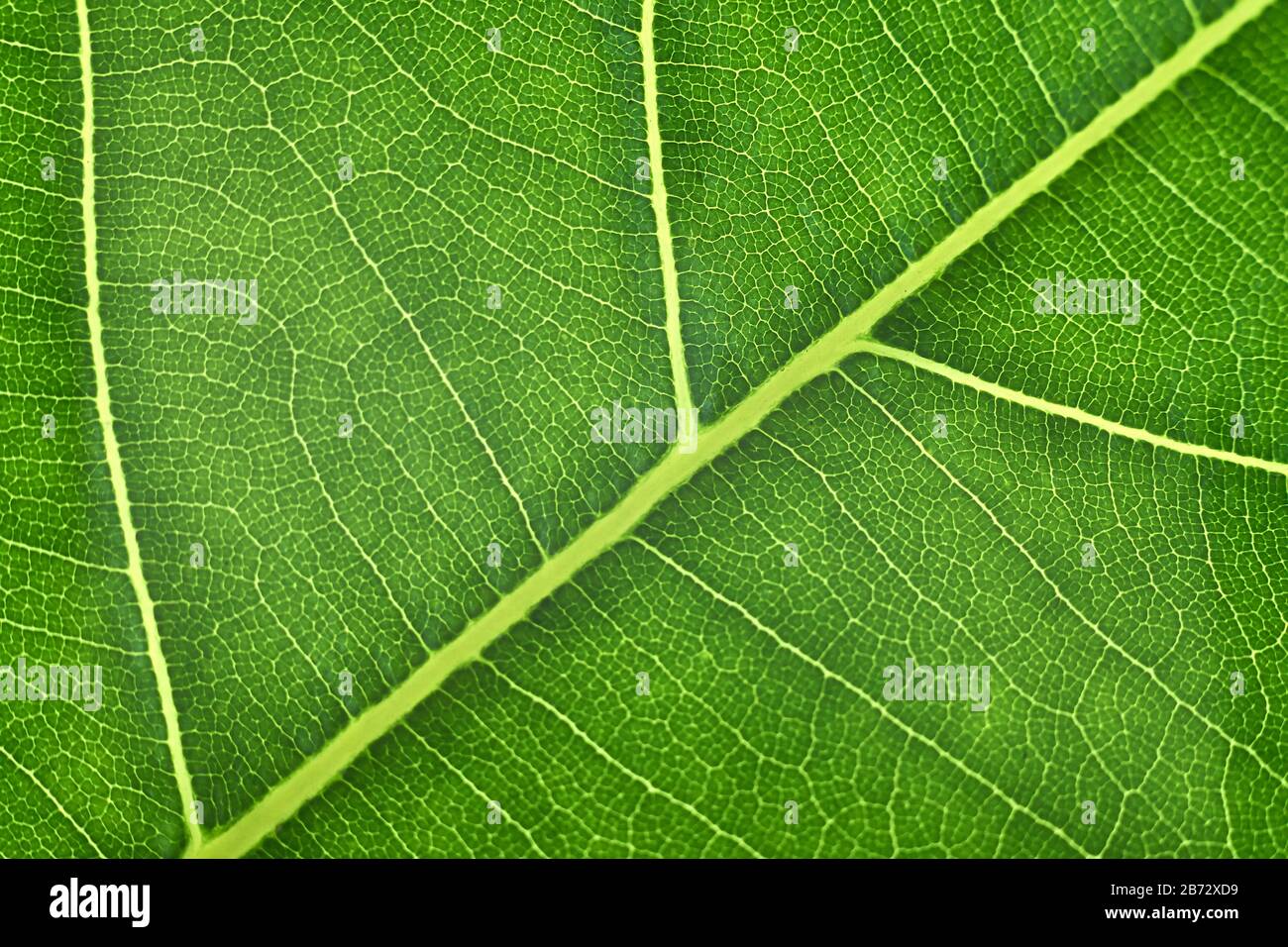 green leaf with anatomy and structure, macro view anatomy and texture ...