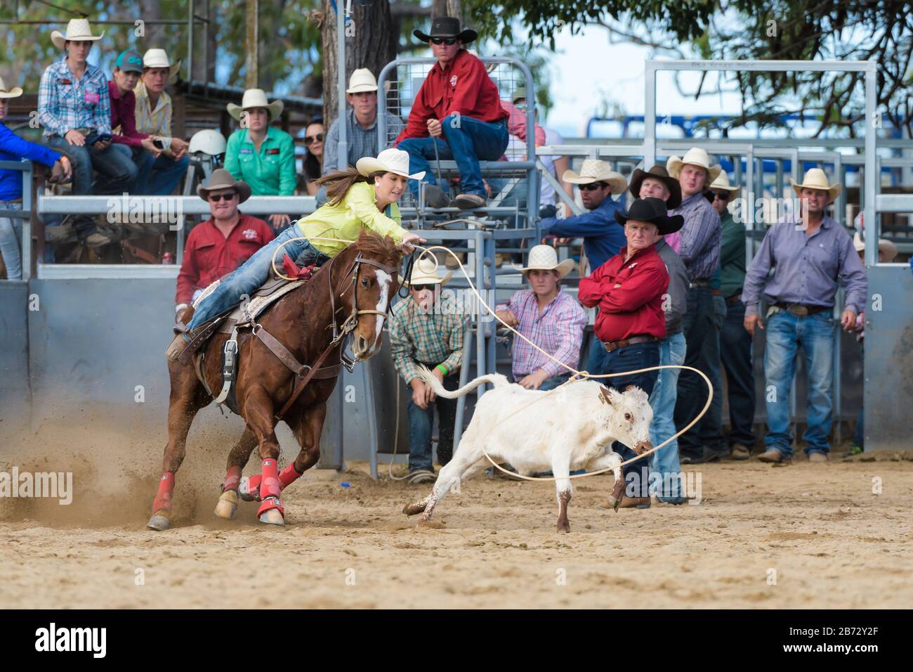 Action view of cowgirl competitor in full flight with lasoo in mid air circling the running calf' head as judges and onlookers assess the run. Stock Photo