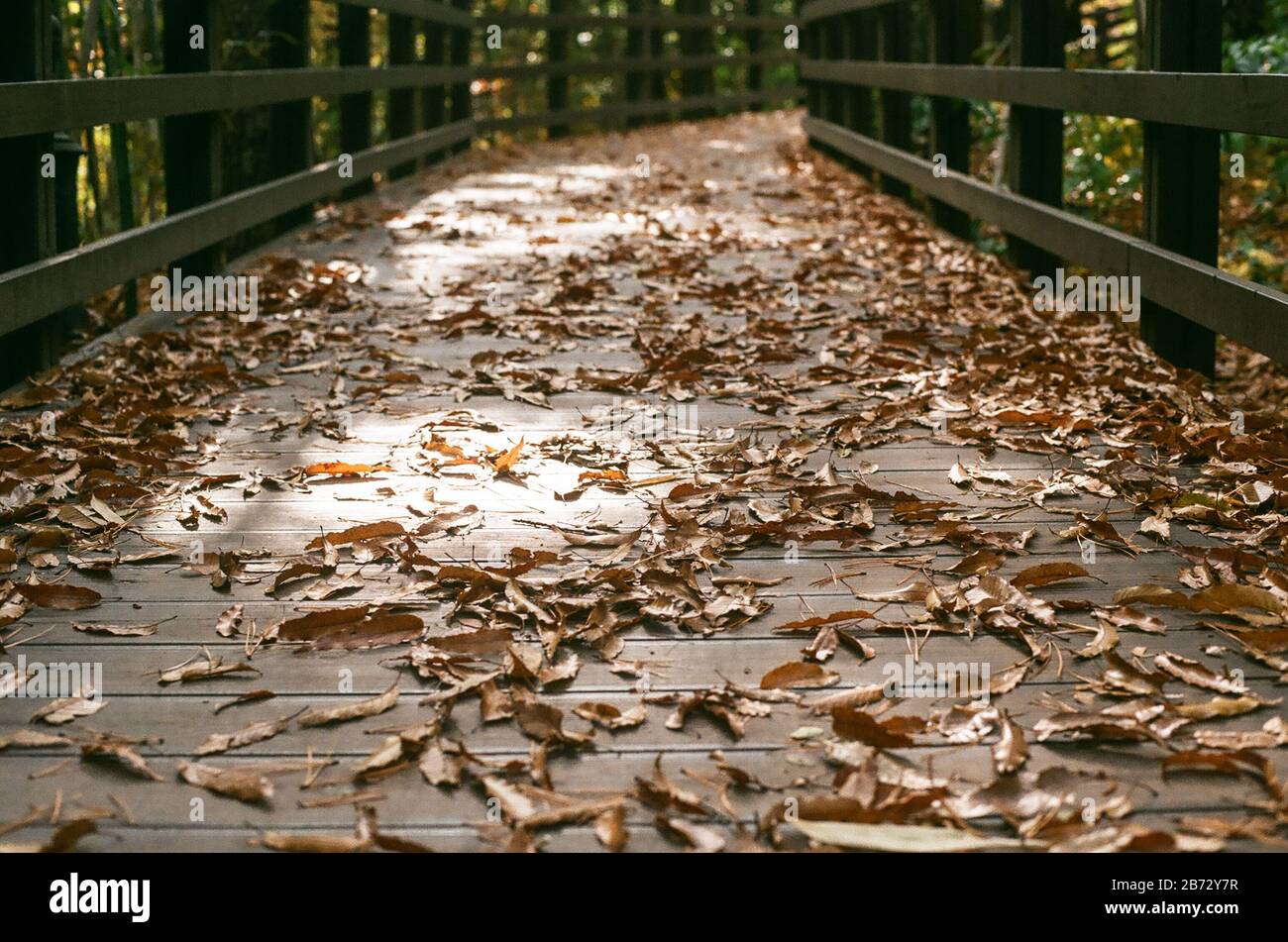 wooden trail in autumn with leaves fallen on the ground Stock Photo