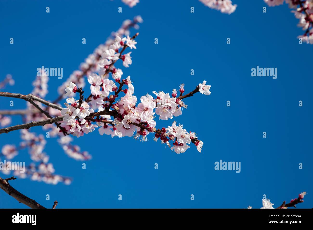 Pink blossom sakura flowers on a spring day in Japan., Beautiful ...