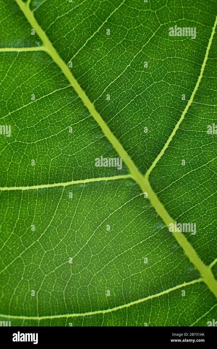 green leaf with anatomy and structure, macro view anatomy and texture ...