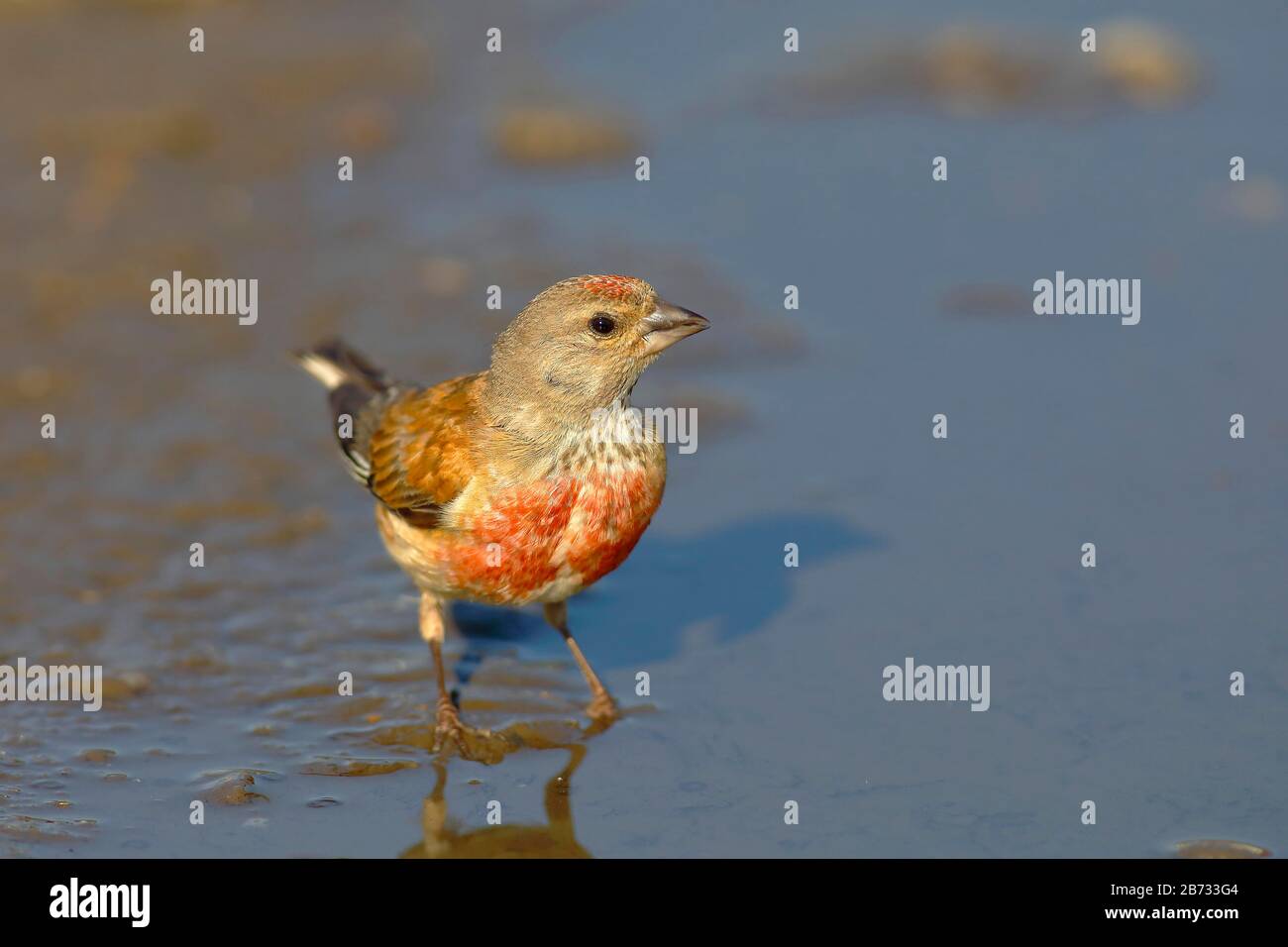 Linnet (Linaria cannabina), male, standing in water puddle, National Park Lake Neusiedl, Burgenland, Austria Stock Photo