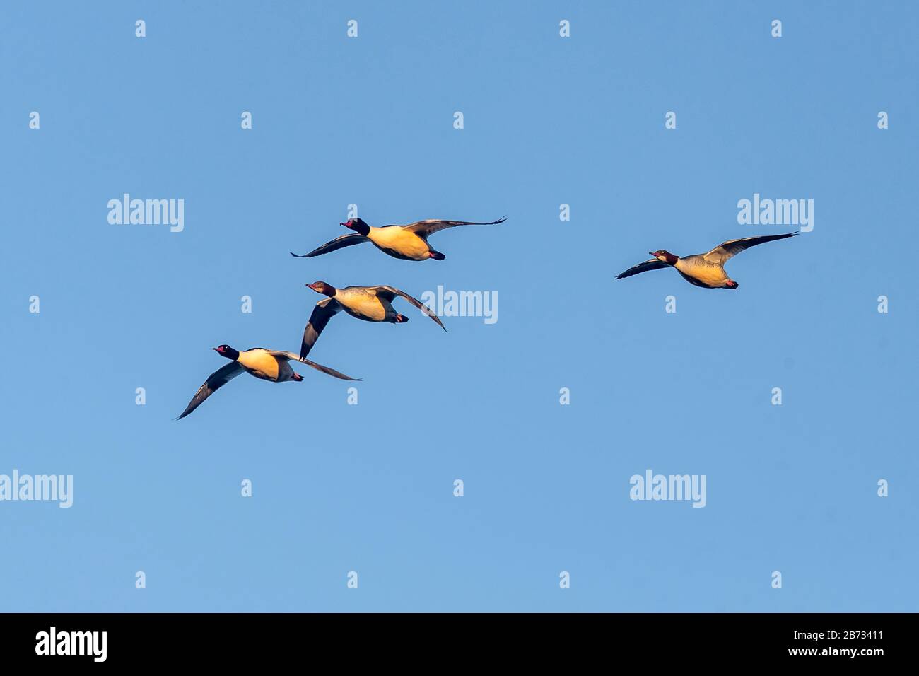Common merganser (Mergus merganser) flying in a swarm, Germany Stock Photo