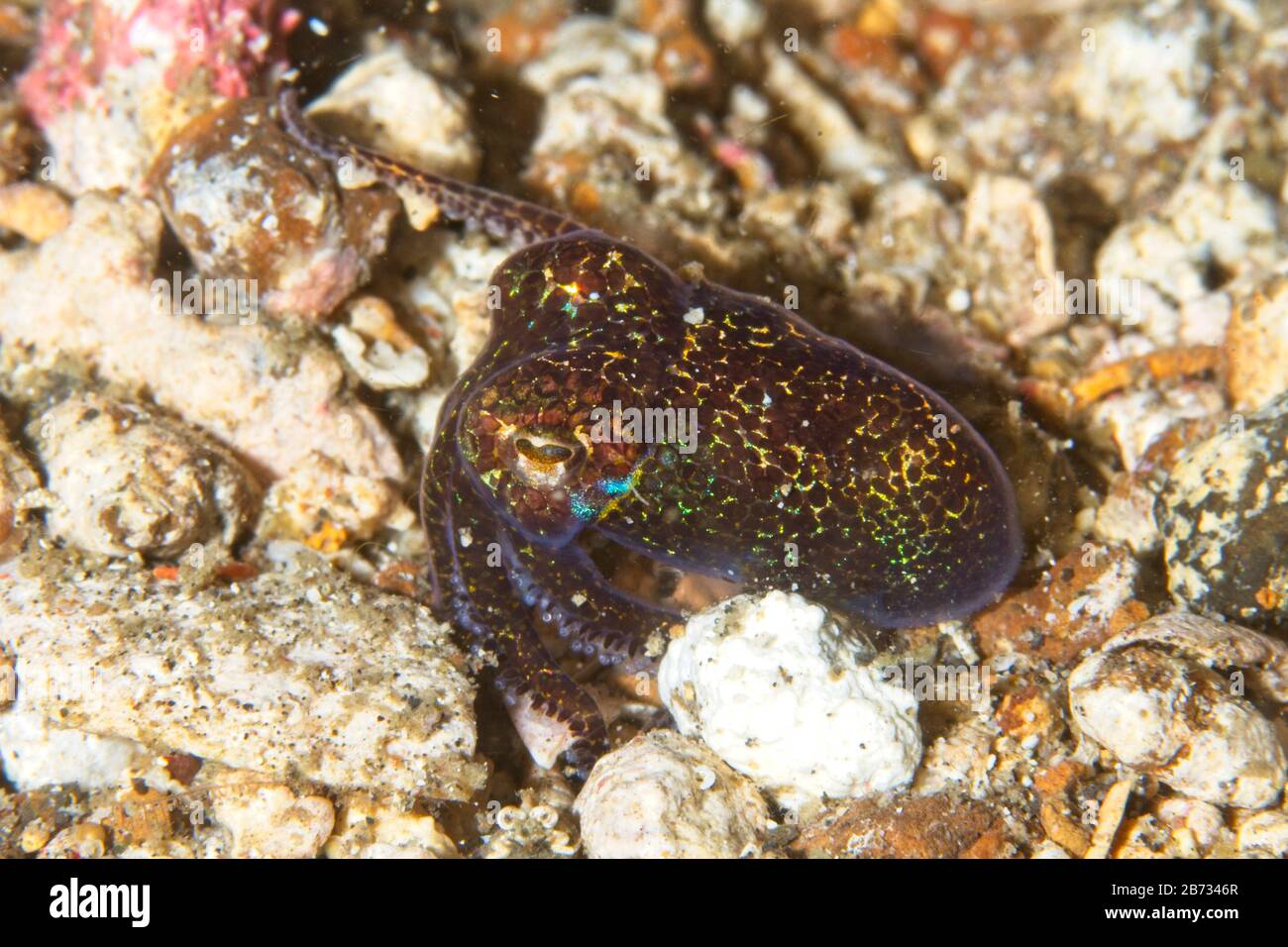 Bobtail squid (Euprymna berryi) Lembeh Strait, Indonesia Stock Photo