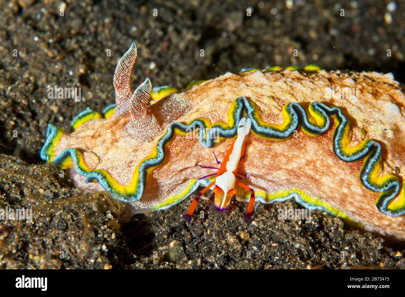 Ceratosoma tenue nudibranch and Emperor shrimp (Periclimenes imperator) Lembeh Strait, Indonesia Stock Photo