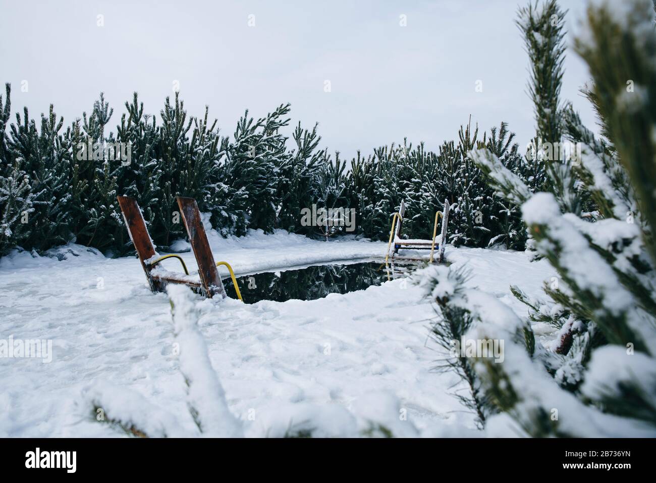 An ice hole for swimming surrounded by green snowy firs. High quality photo Stock Photo