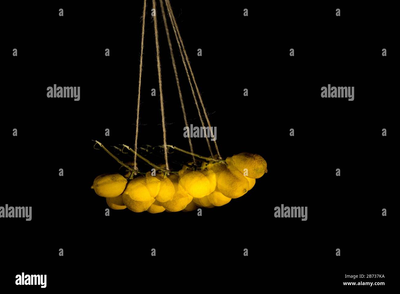 Lemons rich in vitamins C and with a pleasant smell, acid taste, ideal for refreshing juices