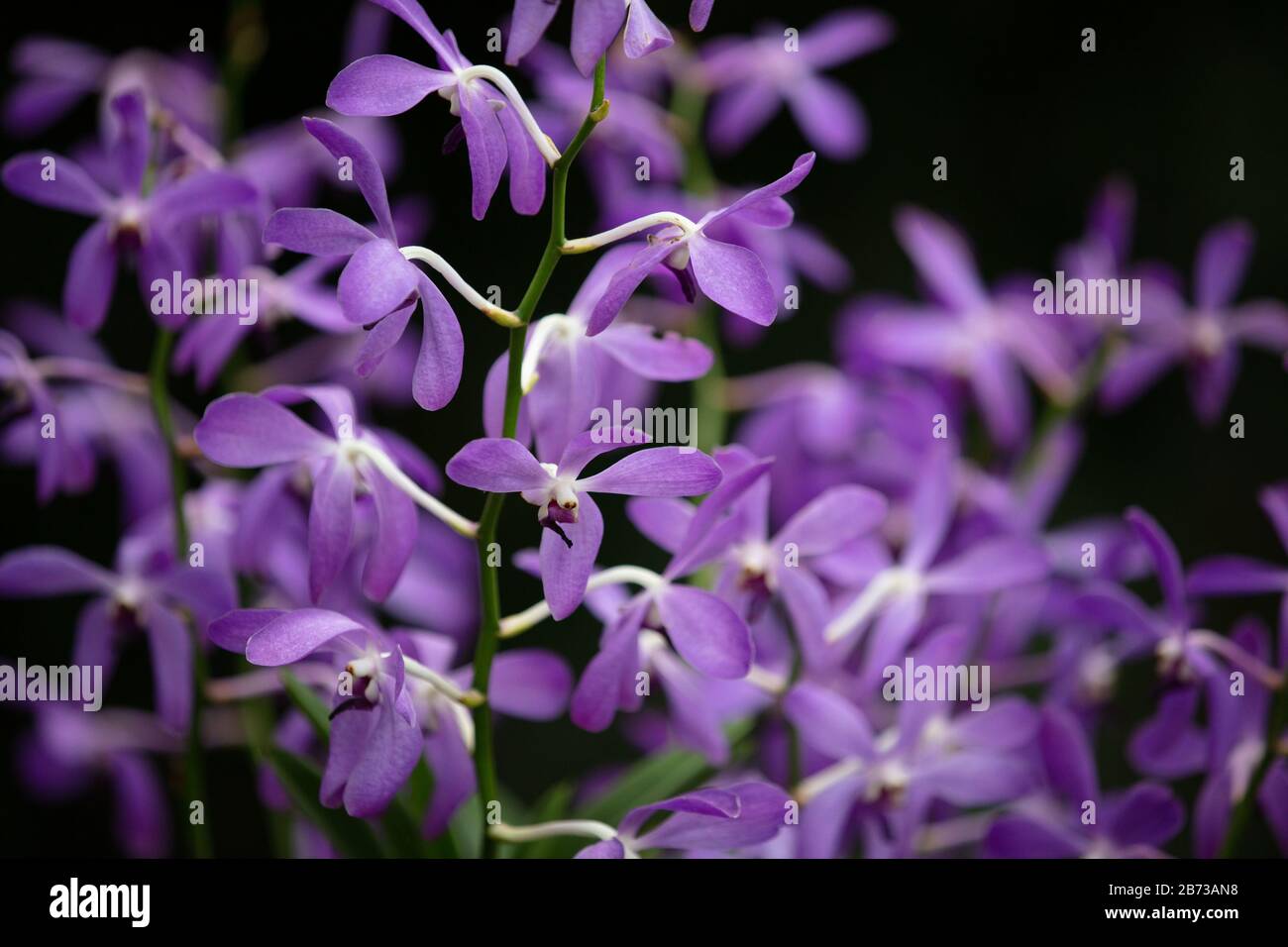 Purple orchid flowers seen in the National Orchid Garden of the
