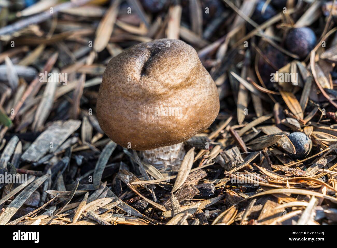 wild mushroom after rain Stock Photo
