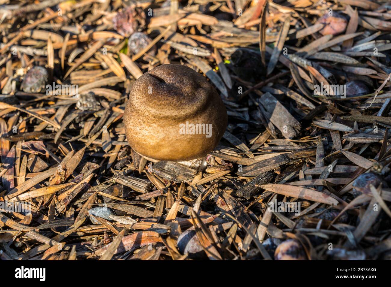 wild mushroom after rain Stock Photo Alamy