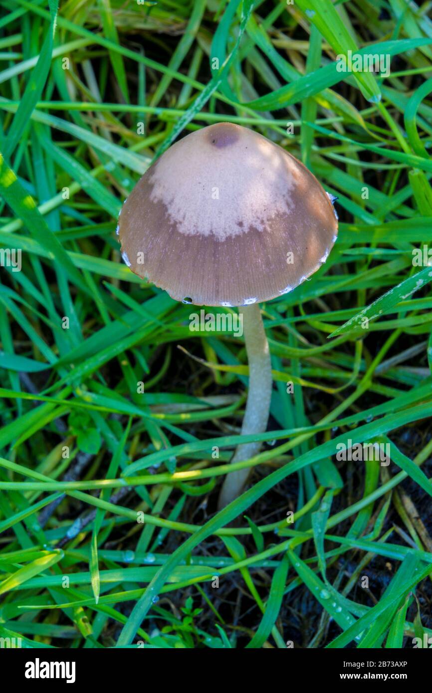 wild mushroom after rain Stock Photo
