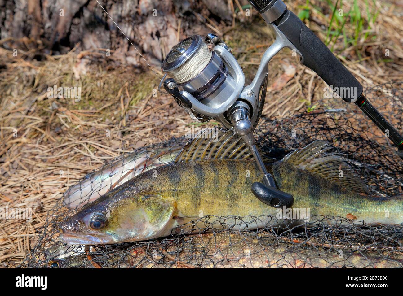 Fishing concept, trophy catch - big freshwater zander fish know as sander  lucioperca just taken from the water and fishing rod with reel on round kee  Stock Photo - Alamy