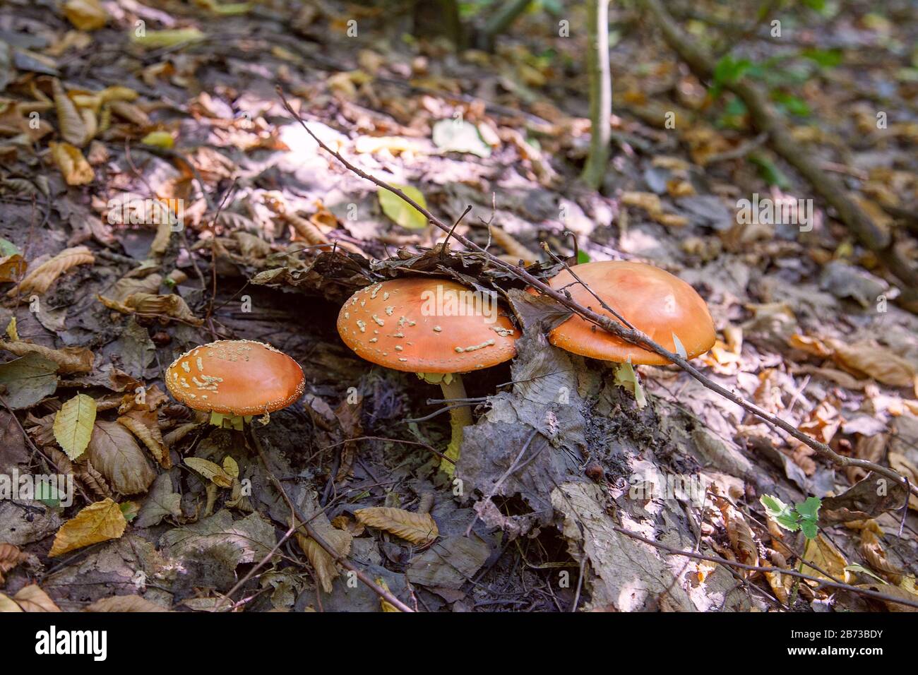 Wild Fly Agaric with red cup mushroom is beautiful mushroom but very toxic. Mushroom family of The Fly Agaric or Fly Amanita (Amanita muscaria) is now Stock Photo