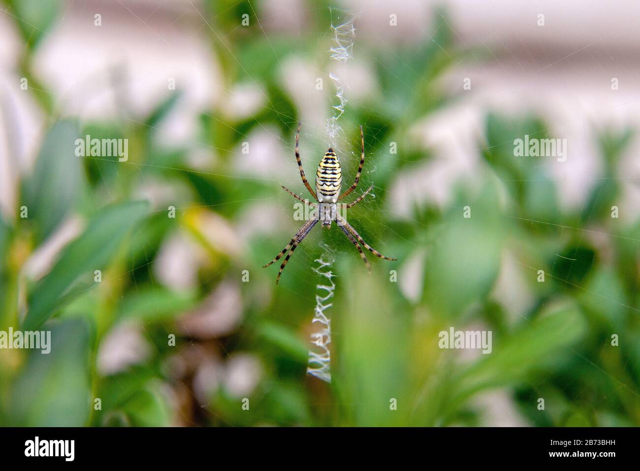 Wasp spider Argiope bruennichi. Orb-web Insect with yellow stripes, web pattern. Large striped yellow and black spider on its web macro. Yellow stripe Stock Photo