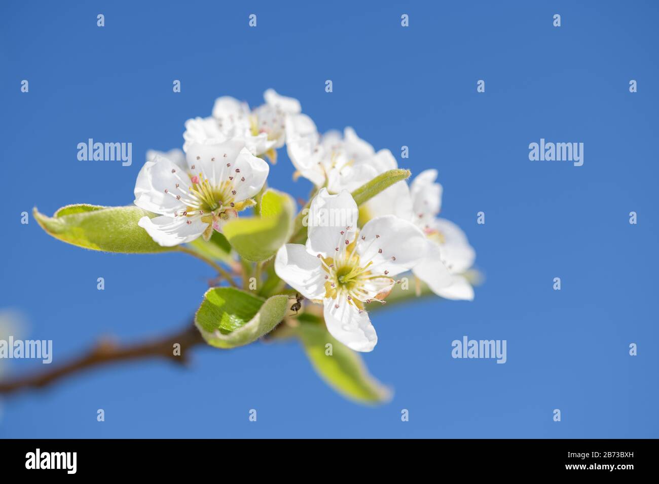 The cultivated pear Pyrus communis, is a plant that belongs to the pome family (Pyrinae) from