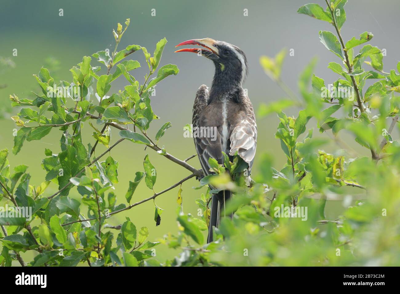 The African grey hornbill is a member of the hornbill family of tropical near-passerine birds found in the Old World. Stock Photo